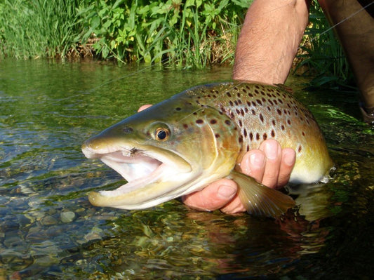 Wie Sie einen richtig guten Fischbestand aufbauen können