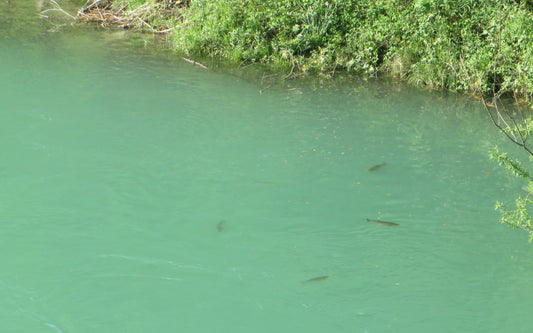 Fliegenfischen auf Cypriniden