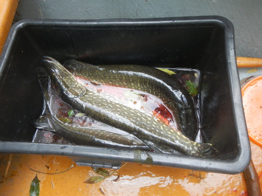 Die beste Zeit zum elektrischen Abfischen unserer Gewässer
